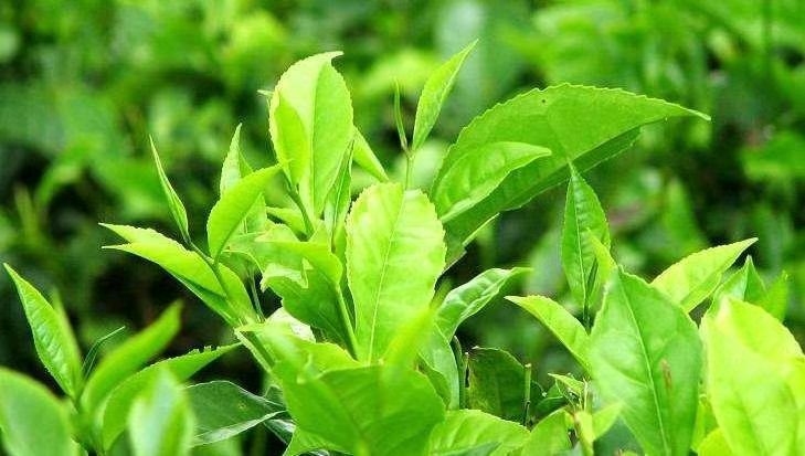 對(duì)于茶多酚我們了解多少